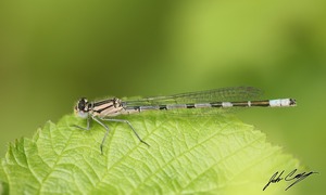 Damselfly